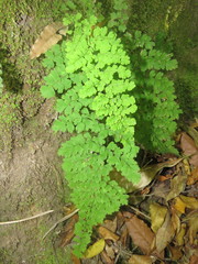 Adiantum concinnum