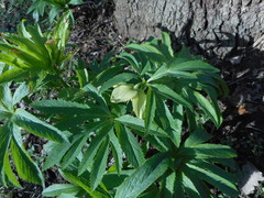 Helleborus viridis viridis