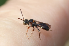 Nomada australensis