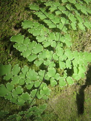 Adiantum concinnum