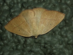 Neoterpes edwardsata