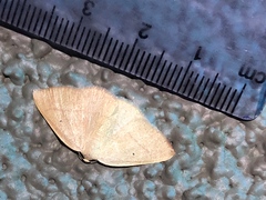 Neoterpes edwardsata