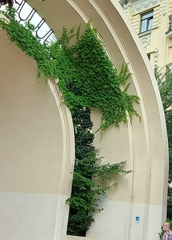 Parthenocissus tricuspidata