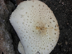 Lentinus squarrosulus