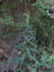 Digitalis micrantha
