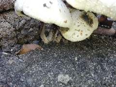 Lentinus squarrosulus