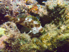 Sebastapistes coniorta