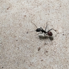 Dinomyrmex gigas