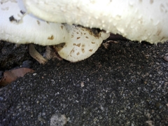 Lentinus squarrosulus