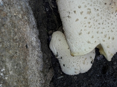 Lentinus squarrosulus
