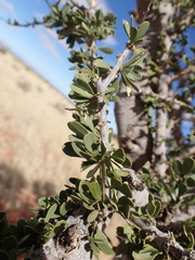 Boscia foetida