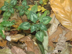 Alectoroctonum