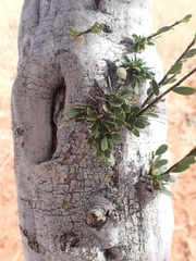 Boscia foetida