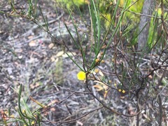 Acacia juncifolia