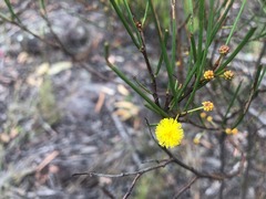 Acacia juncifolia
