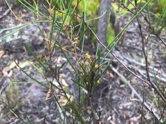 Acacia juncifolia