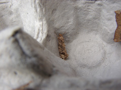 Lysiphragma epixyla