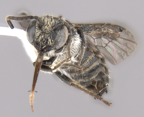 Chelostoma phaceliae