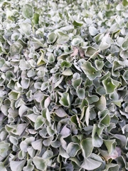 Dichondra argentea