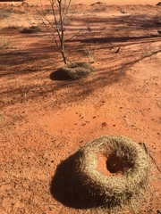 Polyrhachis macropus