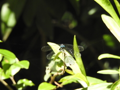 Hylaeothemis apicalis
