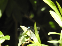 Hylaeothemis apicalis