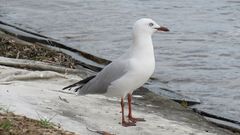 Chroicocephalus novaehollandiae