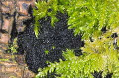 Chaetosphaerella fusca
