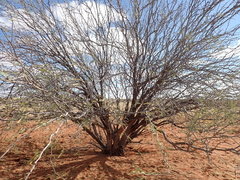Prosopis glandulosa