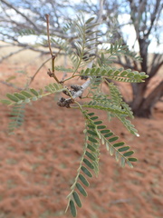 Prosopis glandulosa