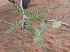 Prosopis glandulosa