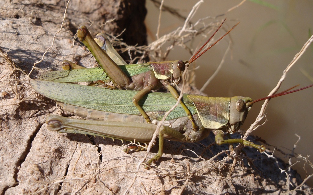 Coryacris angustipennis