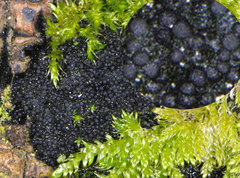 Chaetosphaerella fusca
