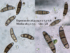 Chaetosphaerella fusca