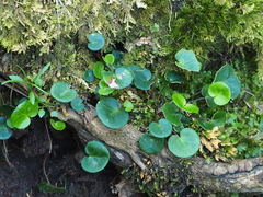 Soldanella carpatica