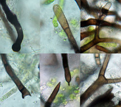 Chaetosphaerella fusca