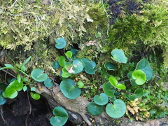 Soldanella carpatica