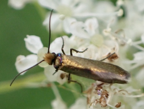 White-barred Gold