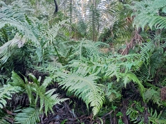 Blechnum nudum