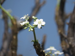 Cnidoscolus tehuacanensis