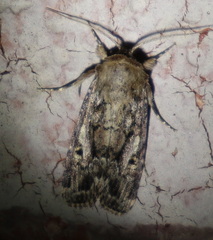 Spodoptera umbraculata