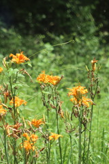 Hemerocallis fulva kwanso