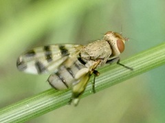 Melieria crassipennis