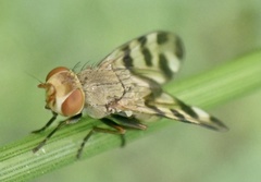 Melieria crassipennis