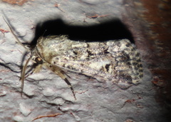 Spodoptera umbraculata