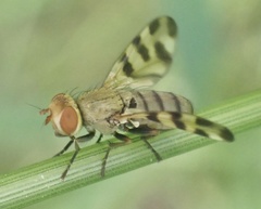 Melieria crassipennis