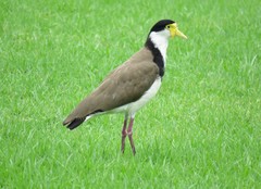 Vanellus miles novaehollandiae