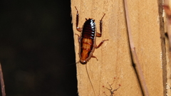 Drymaplaneta heydeniana