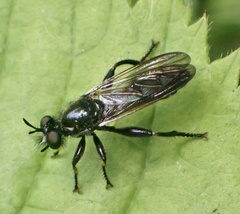 Choerades marginata