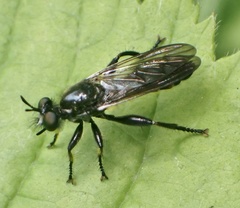 Choerades marginata